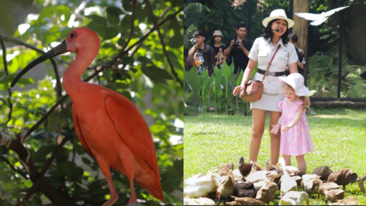 WISATA SERU - Potret Bali Bird Park diambil dari Instagram pada Kamis (15/5/2025). Bali Bird Park berada di Jl. Serma Cok Ngurah Gambir, Singapadu, Batubulan, Gianyar.