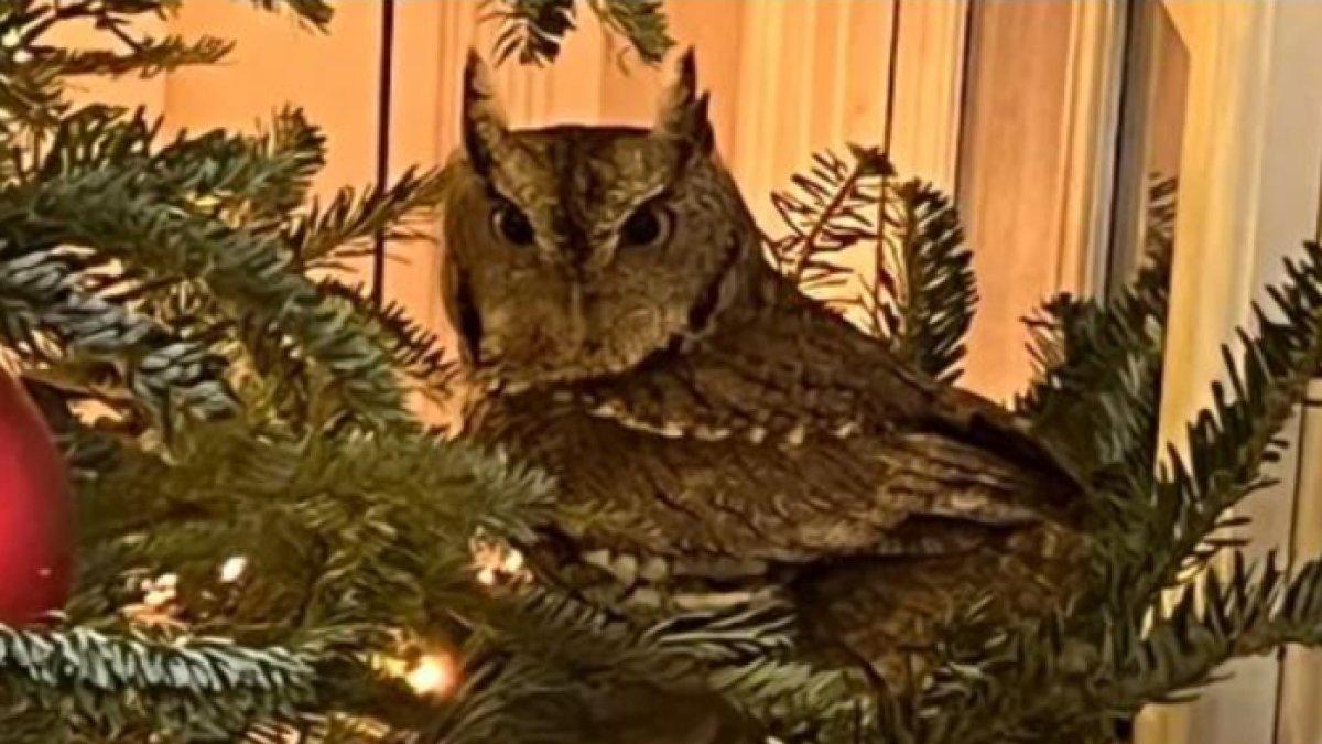 Bayi burung hantu Yuletide ditemukan bertengger di pohon Natal keluarga White