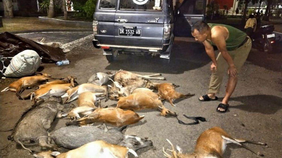 Belasan satwa liar yang ditemukan mati akibat perburuan liar di TNBB di wilayah Desa Sumberklampok, Kecamatan Gerokgak, Kabupaten Buleleng, Provinsi Bali, Sabtu (14/10/2023) dinihari.