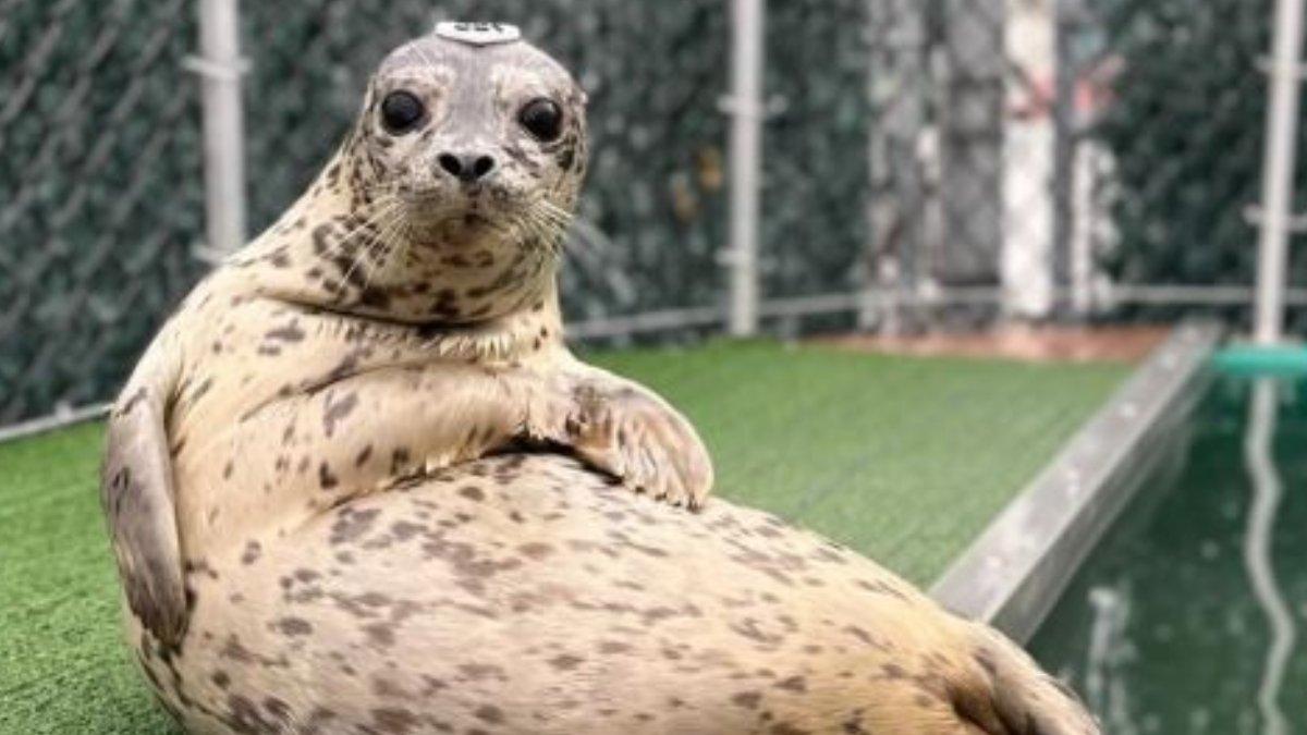 Bicuits anjing laut viral.
