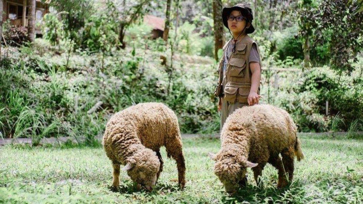 WISATA ALAM - Suasana di Boemisora disadur dari TribunTravel.com pada Kamis Z(6/3/2025). Boemisora menawarkan interaksi dengan hewan.