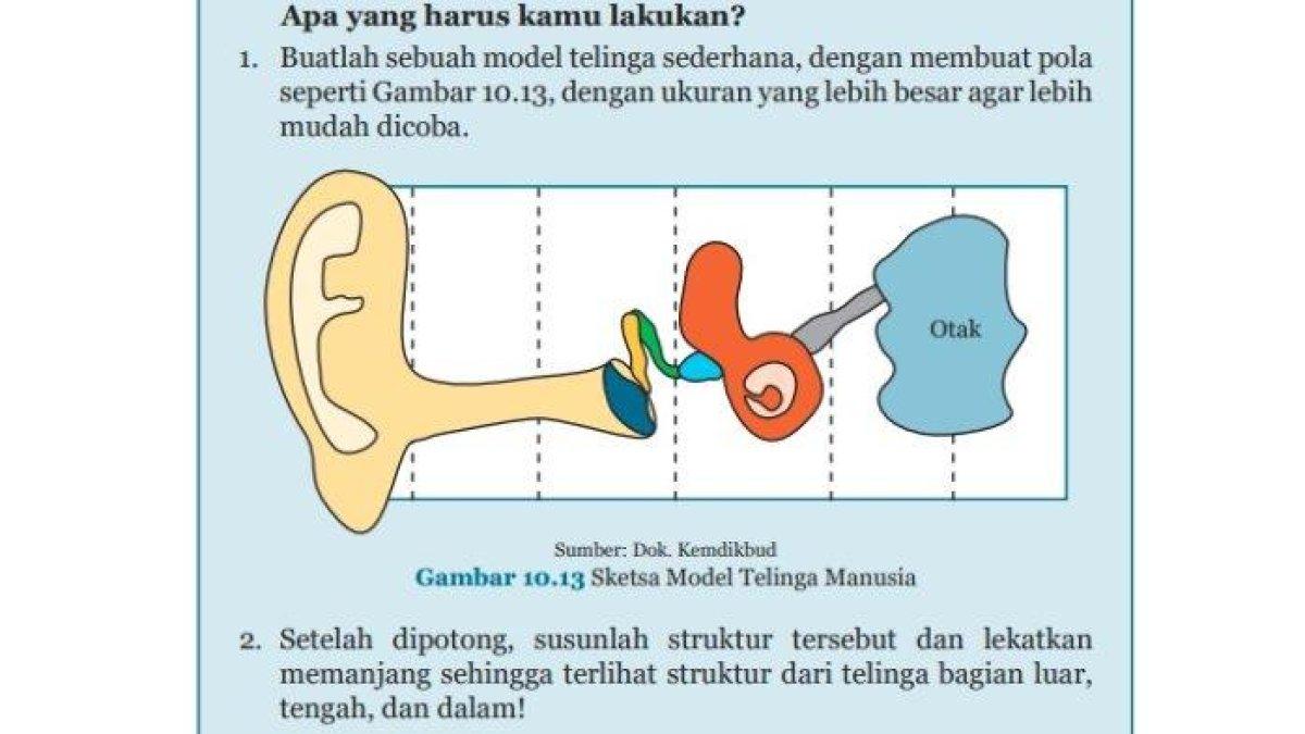 Buku IPA Kelas 8 Semester 2 Soal buku IPA Kelas 8 Semester 2 halaman 141 k13 - Kunci jawaban IPA Kelas 8 Semester 2 halaman 141 142 K13, Aktivitas 10.10 Struktur, Fungsi, dan Proses Pendengaran, Bab 10