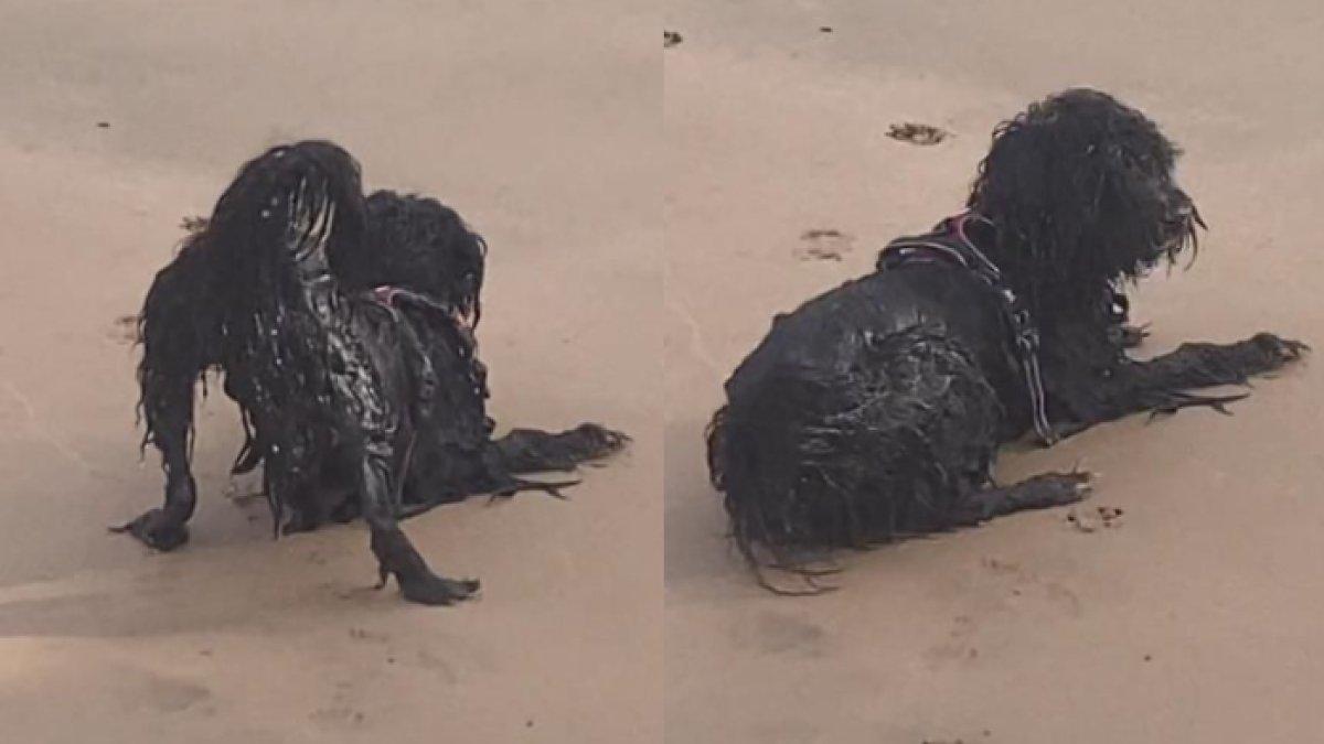 Bulunya yang hitam lebat membuat orang tak bisa melihat dengan jelas wajah sang anjing.
