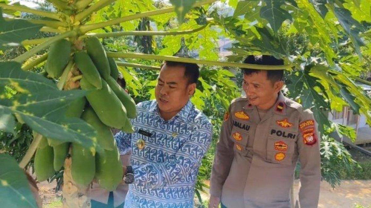 SOSOK BUPATI - Bupati Sekadau Aron (Kiri) saat melaksanakan panen pepaya Kalifornia di lahan pertanian Kebun milik Polsek Nanga Taman, Jumat 19 Juli 2024.