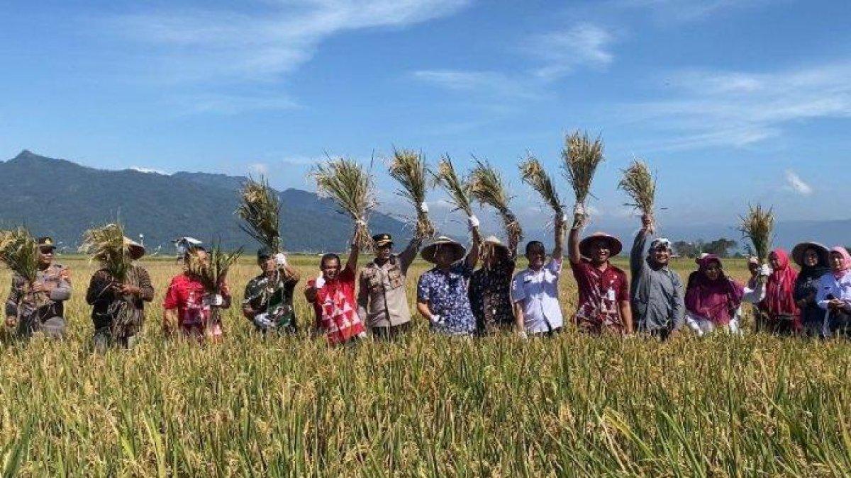 100 HARI KERJA - Bupati Semarang, Ngesti Nugraha turut melakukan panen raya padi bersama jajarannya dan para petani di persawahan Desa Candirejo, Kecamatan Tuntang, Kabupaten Semarang, Rabu (3/7/2024).