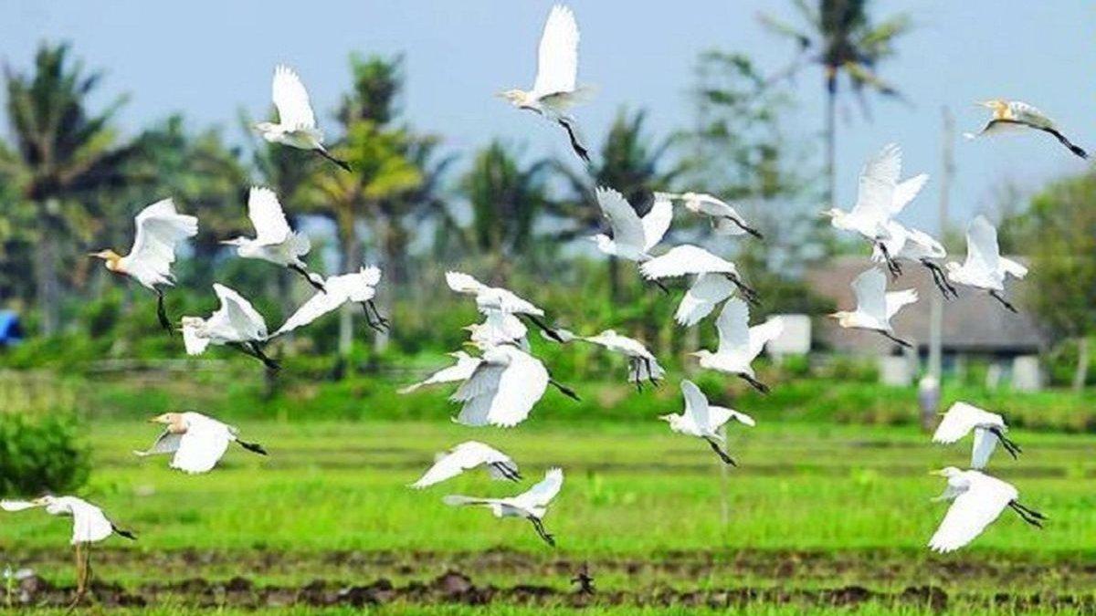 WISATA YOGYAKARTA: Burung Kuntul salah satu daya tarik di Desa Wisata Ketingan Sleman