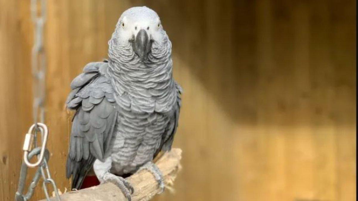 Burung beo di sebuah taman margasatwa tak henti-hentinya mengumpat.