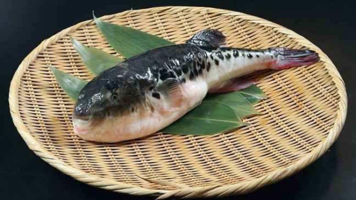 Cara mengolah ikan buntal tidak mudah.