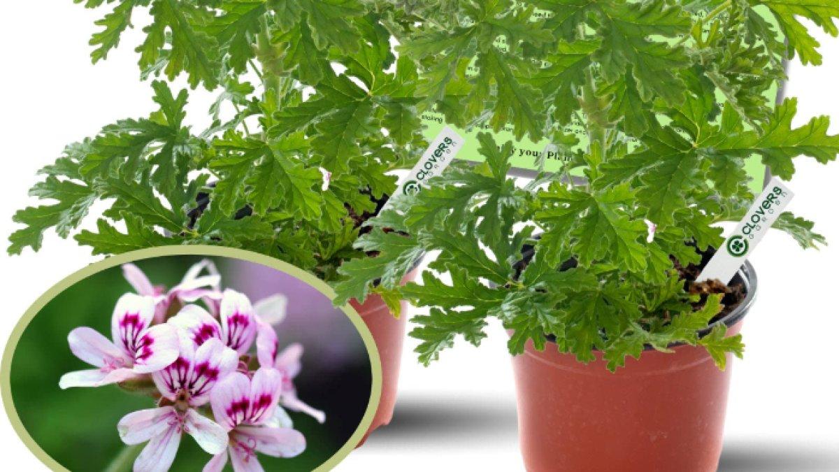 Citronella (Serai Wangi)