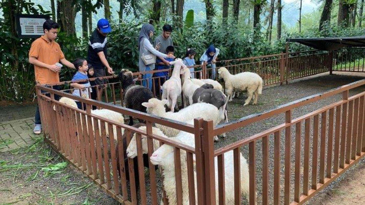 TEMPAT WISATA BOGOR - Daong Pancawati didesain dengan konsep hutan wisata kekinian yang memadukan alam terbuka dengan spot-spot foto yang Instagramable dan area mini zoo untuk wisata edukasi, tempat wisata Bogor ini juga sangat family friendly dan cocok bagi pengunjung yang ingin liburan ngajak anak-anak.