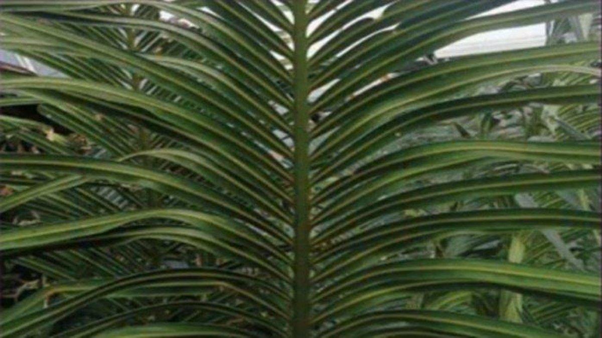 Daun