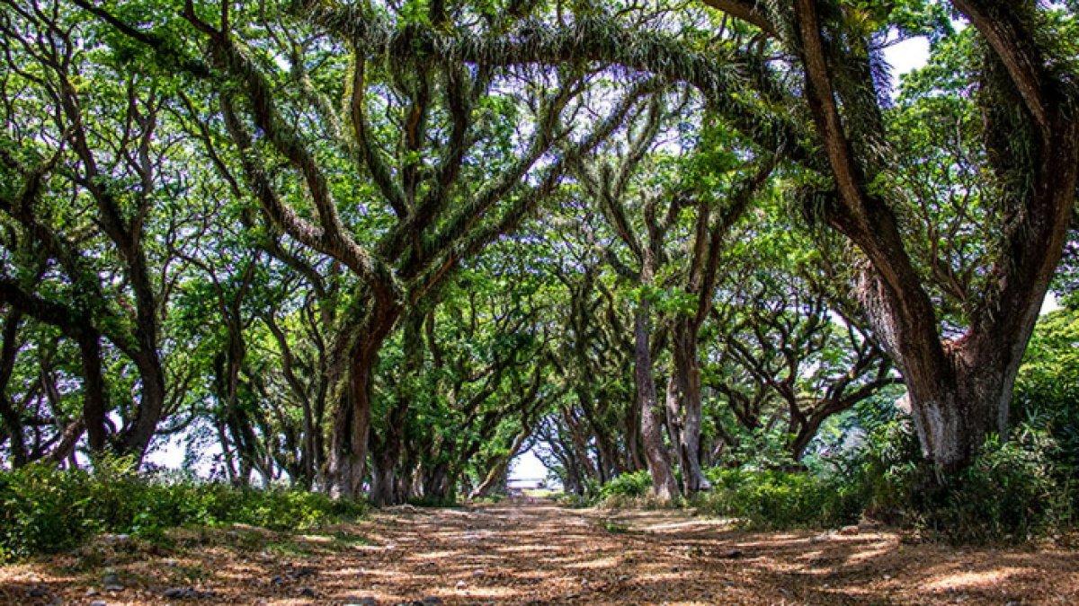 Banyuwangi Punya Wisata Alam Secantik Ini, Pas untuk Healing Akhir ...