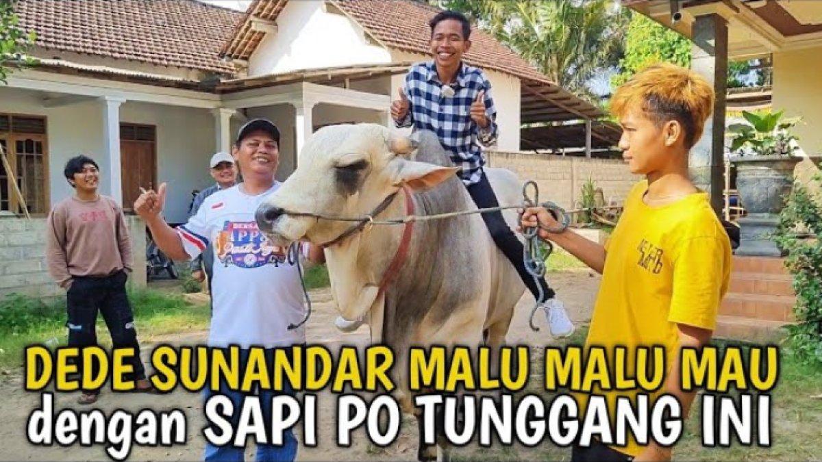 Dede Sunandar juga menyiapkan kurban sapi berukuran jumbo untuk Idul Adha 2024