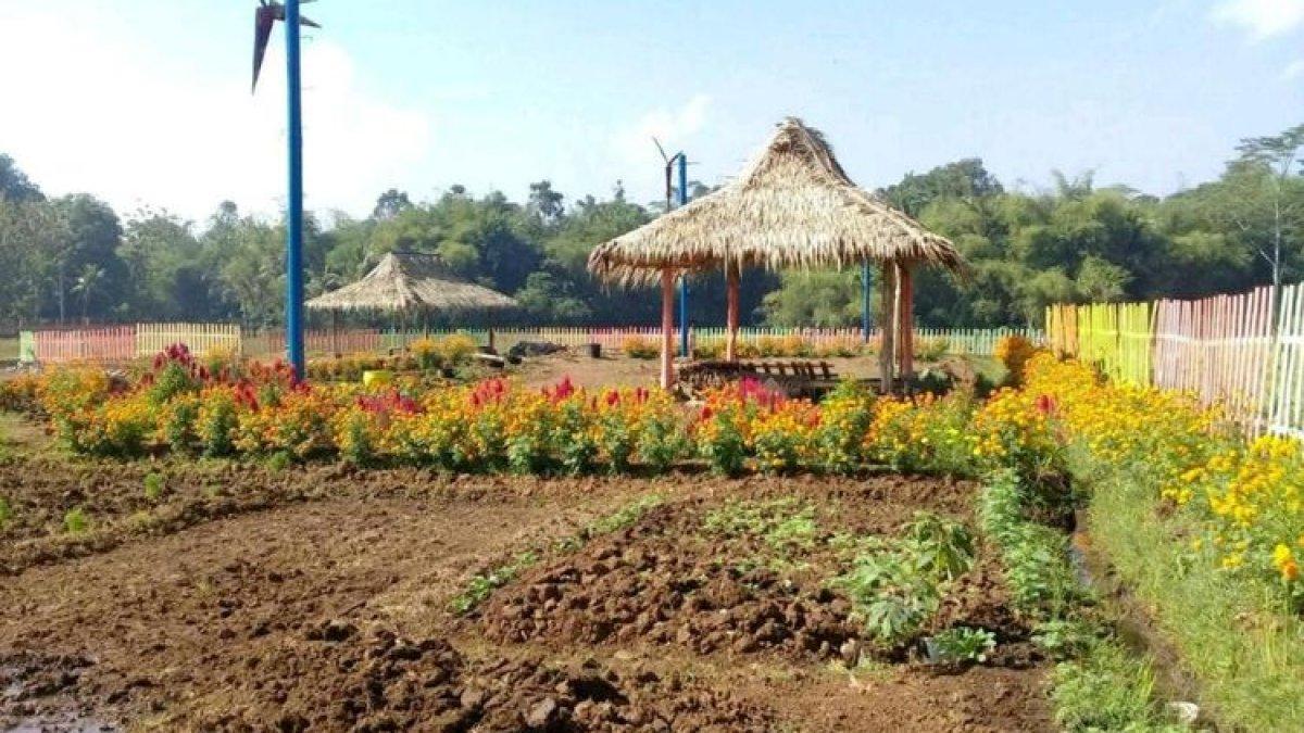 WISATA BANJARNEGARA: Desa wisata Pagak di Banjarnegara, Jawa Tengah