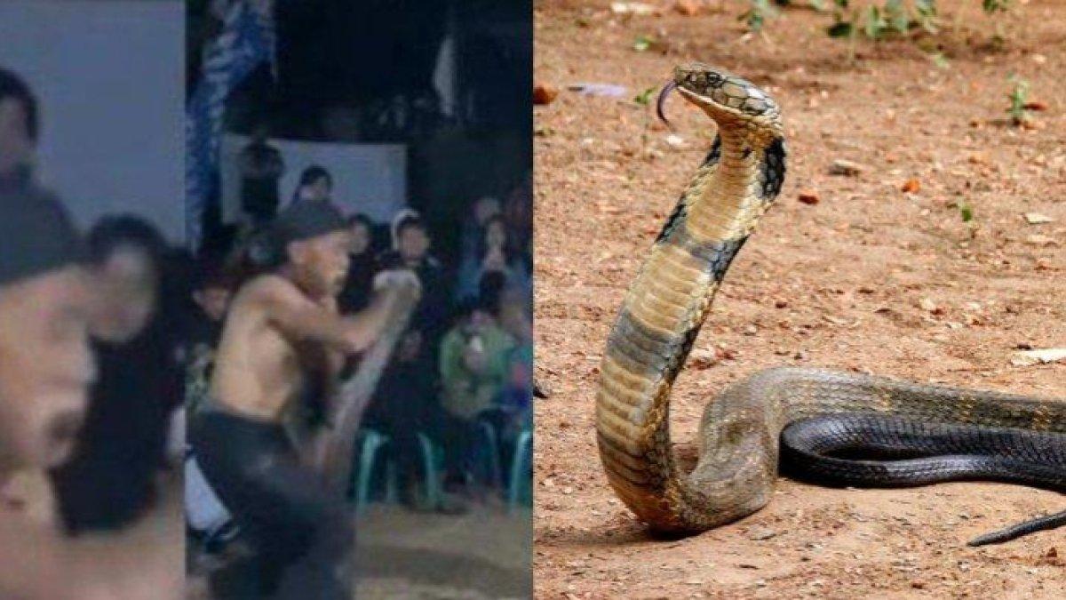 Detik-detik Bah Kobra digigit ular peliharaannya sendiri saat pertunjukkan