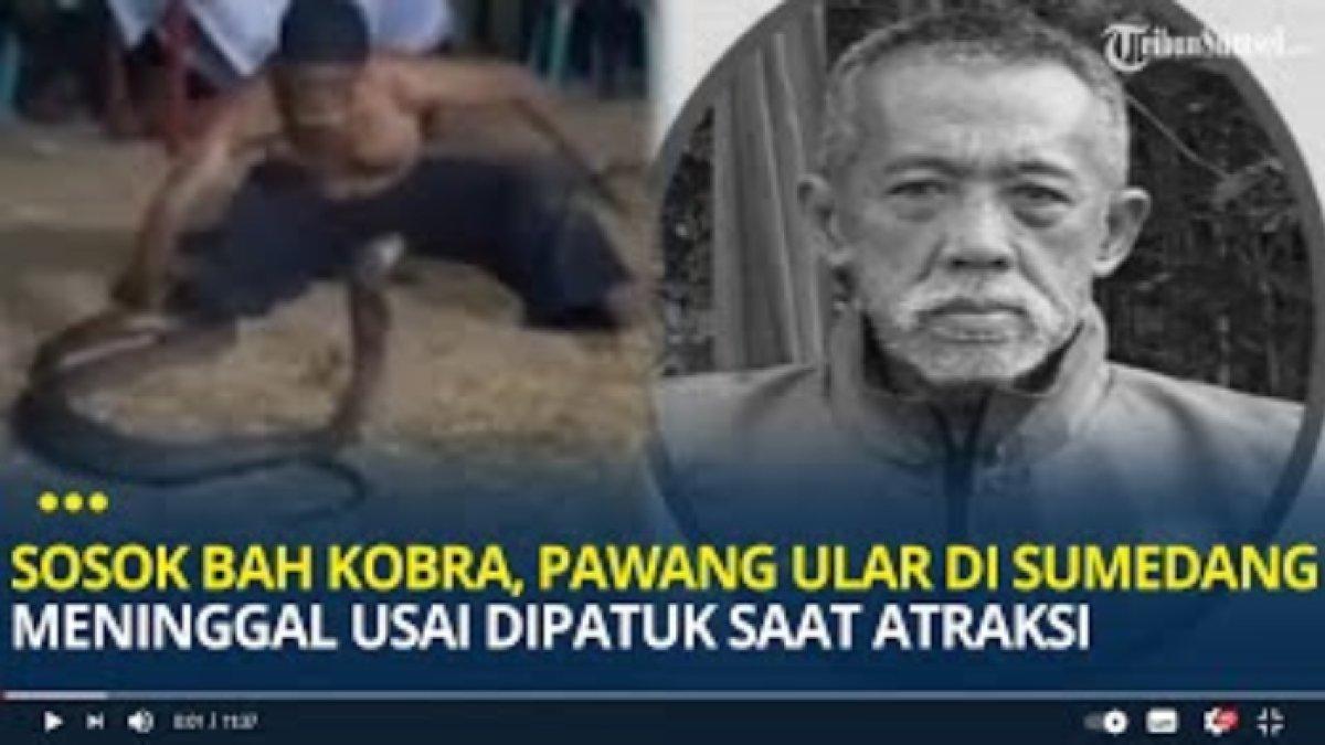 Detik-detik Bah Kobra digigit ular peliharaannya sendiri saat pertunjukkan