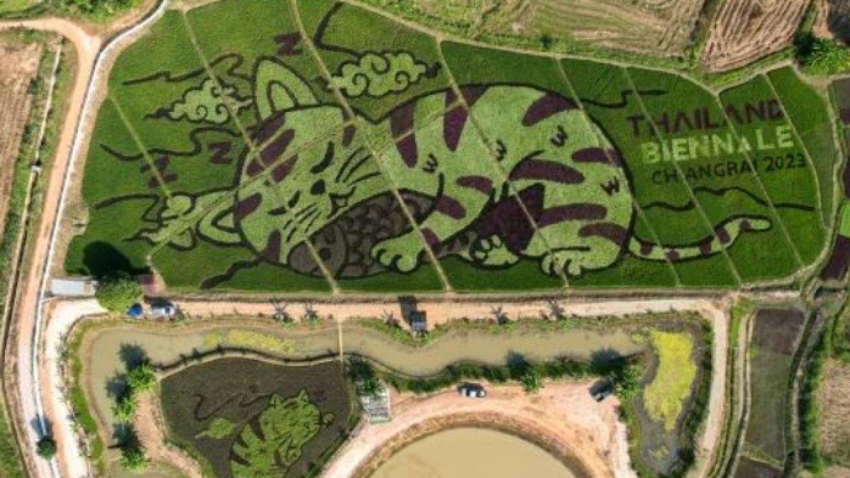 Drone terbang di atas ladang dan menangkap kucing tertidur dari langit