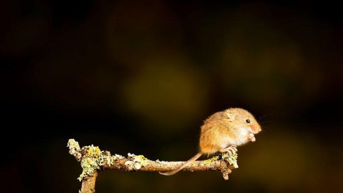 Ekor tikus memiliki beragam fungsi.