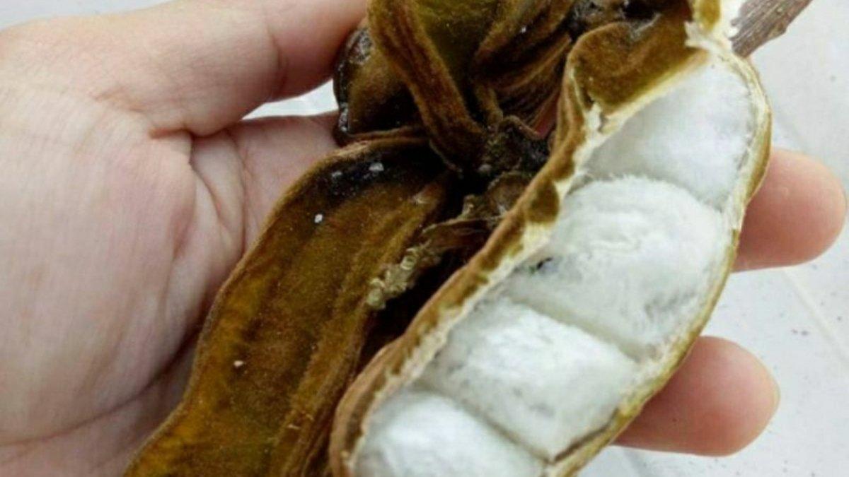 Buah salju juga banyak dijumpai di Bedugul dan dianggap sebagai pusat produksi buah salju.