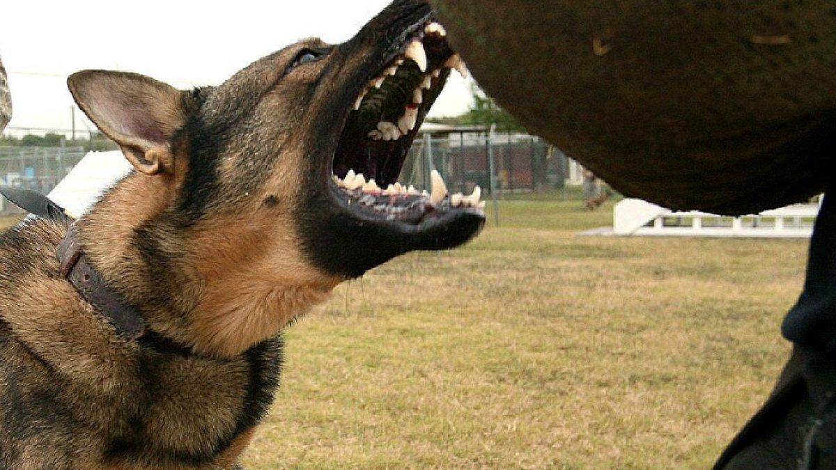 FOTO ILUSTRASI Seekor anjing penyerang ketenteraan melalui latihan.