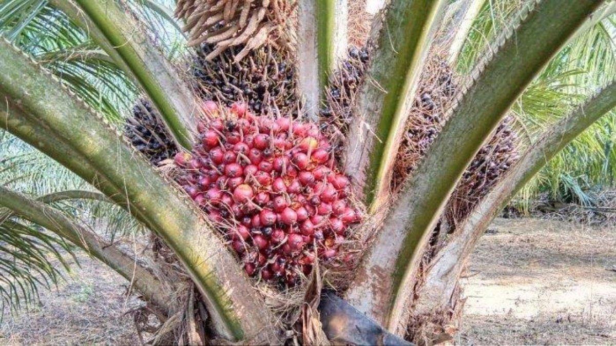 Kelapa Sawit