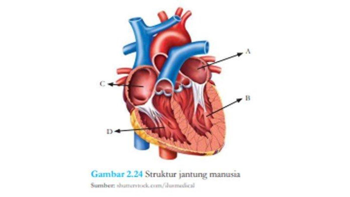 Gambar 2.24 Struktur jantung manusia