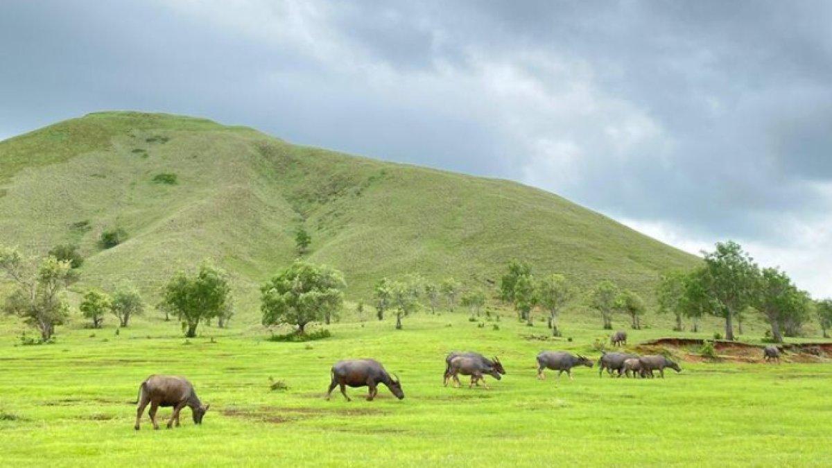 WISATA ALAM - Pemandangan alam Gunung Kerbau yang megah dan mempesona disadur dari Kompas.com pada Selasa (4/3/2025). Gunung Kerbau memiliki dua wajah berbeda sesuai dengan musimnya.