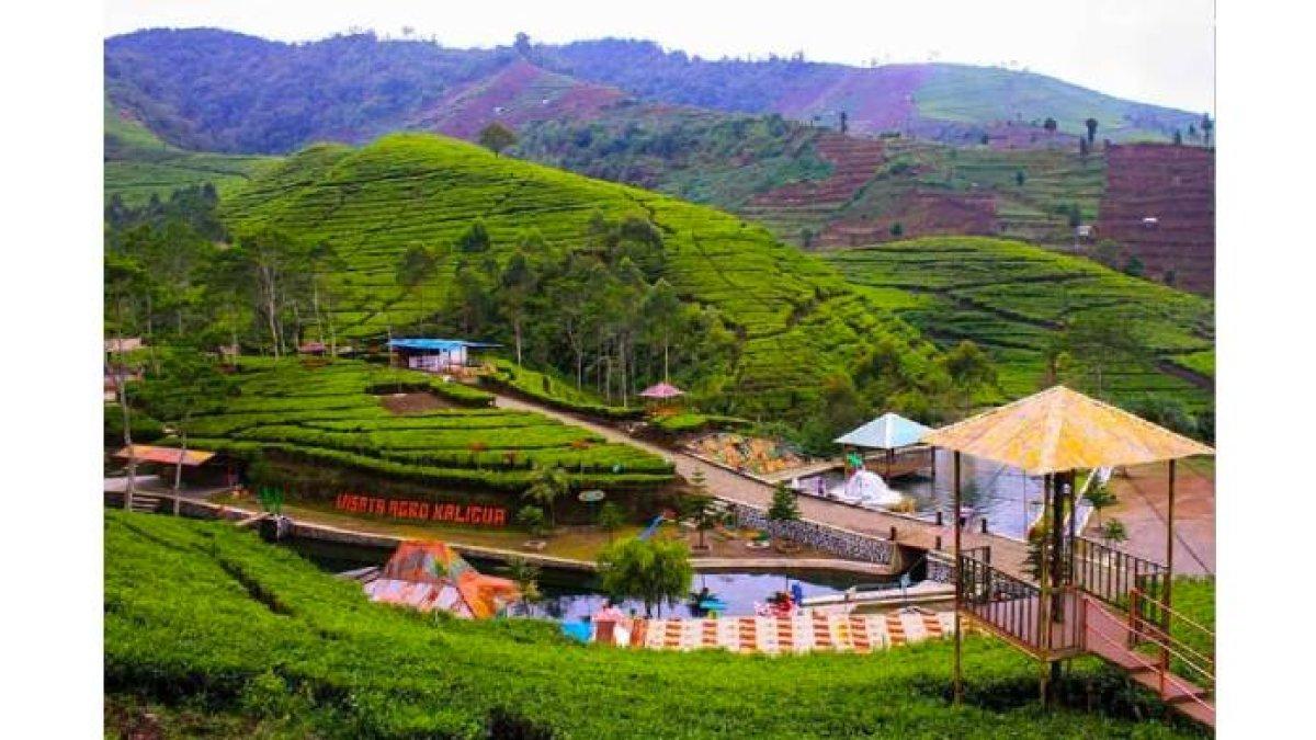 WISATA BREBES: Hamparan kebun teh di Wisata Agro Kaligua, Brebes, yang merupakan kebun teh legendaris sejak zaman Belanda