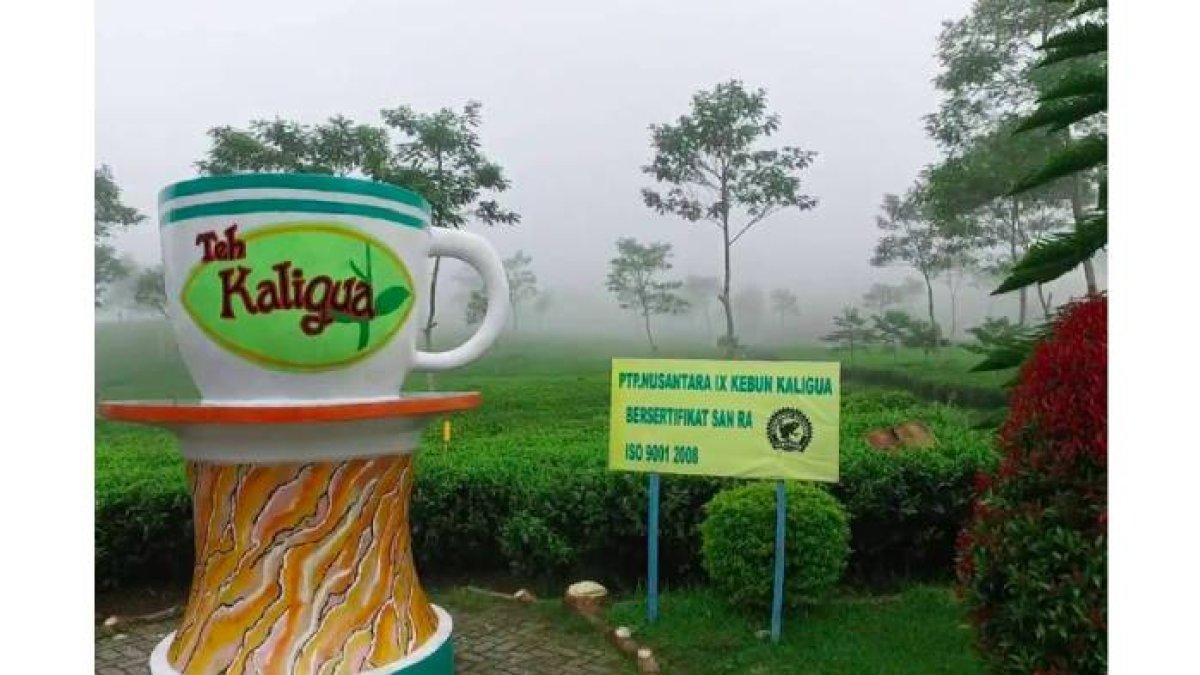 WISATA BREBES: Hamparan kebun teh di Wisata Agro Kaligua, Brebes, yang merupakan kebun teh legendaris sejak zaman Belanda.