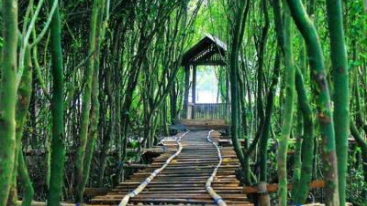 WISATA YOGYAKARTA - Hutan Mangrove Kulon Progo di Kulon Progo Jogja