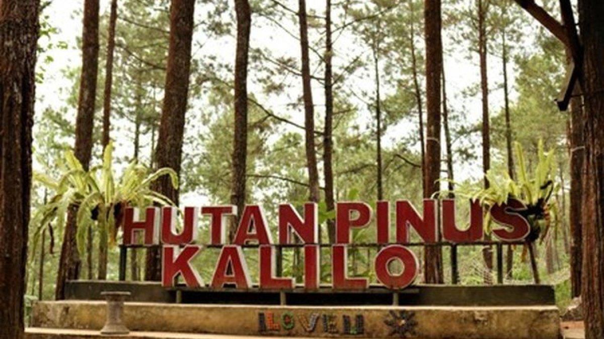 PESONA WISATA PURWOREJO - Hutan Pinus Kalilo di Kecamatan Kaligesing, Kabupaten Purworejo, Jawa Tengah.