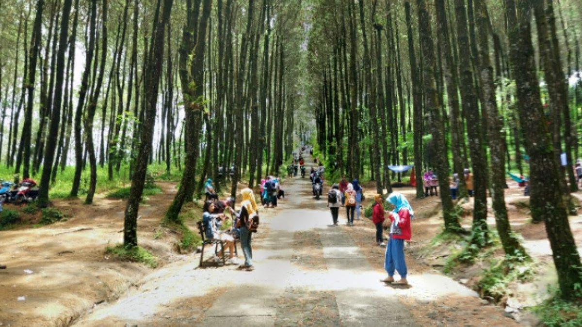 WISATA ALAM - Potret Hutan Pinus Kragilan diambil dari Google Street View pada Rabu (5/3/2025). Hutan Pinus Kragilan berada di Pogalan, Kecamatan Pakis, Kabupaten Magelang.