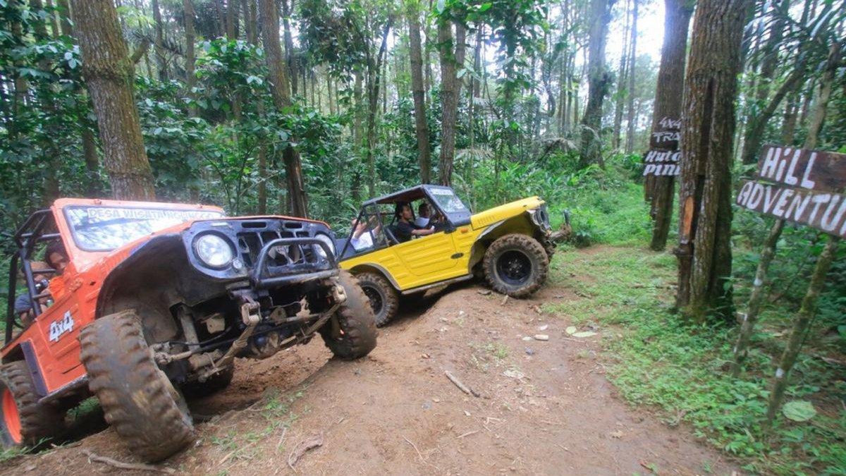WISATA YOGYAKARTA: Hutan pinus Desa Wisata Nglinggo, Kabupaten Kulon Progo, Yogyakarta