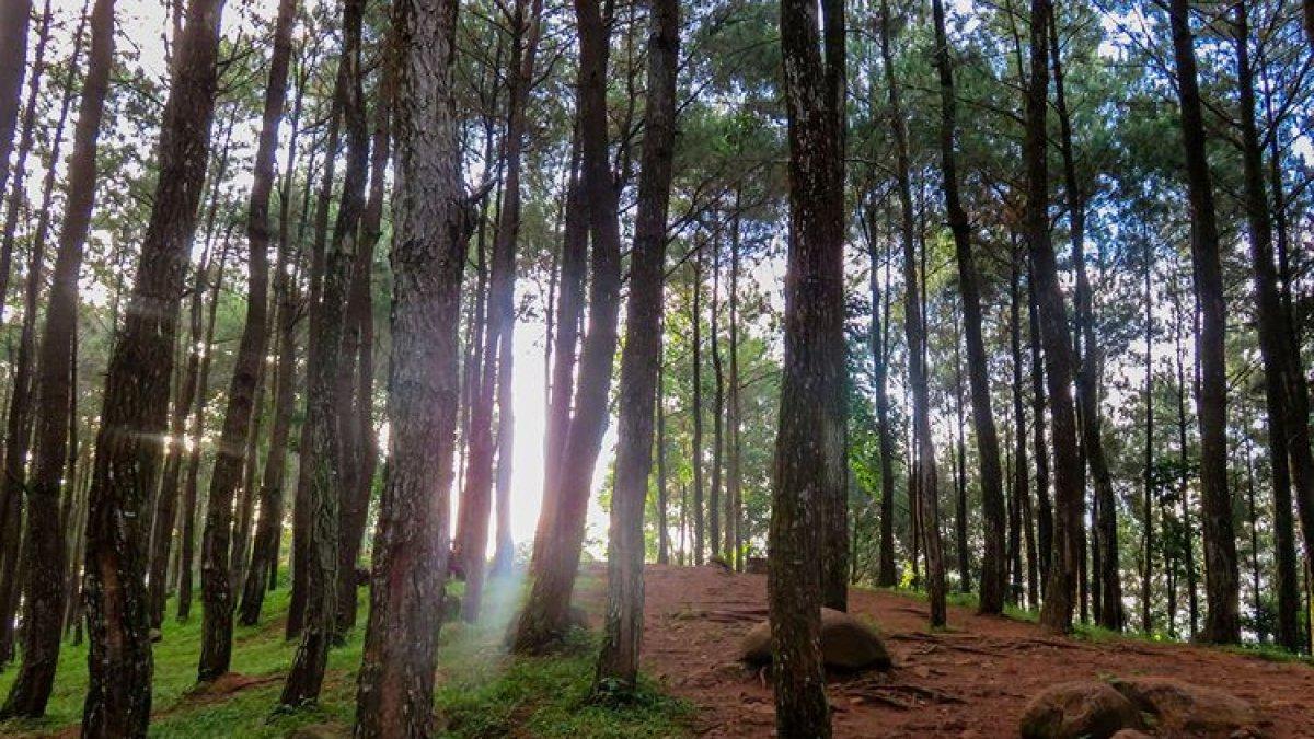 WISATA YOGYAKARTA - Hutan pinus di obyek wisata Puncak Becici.