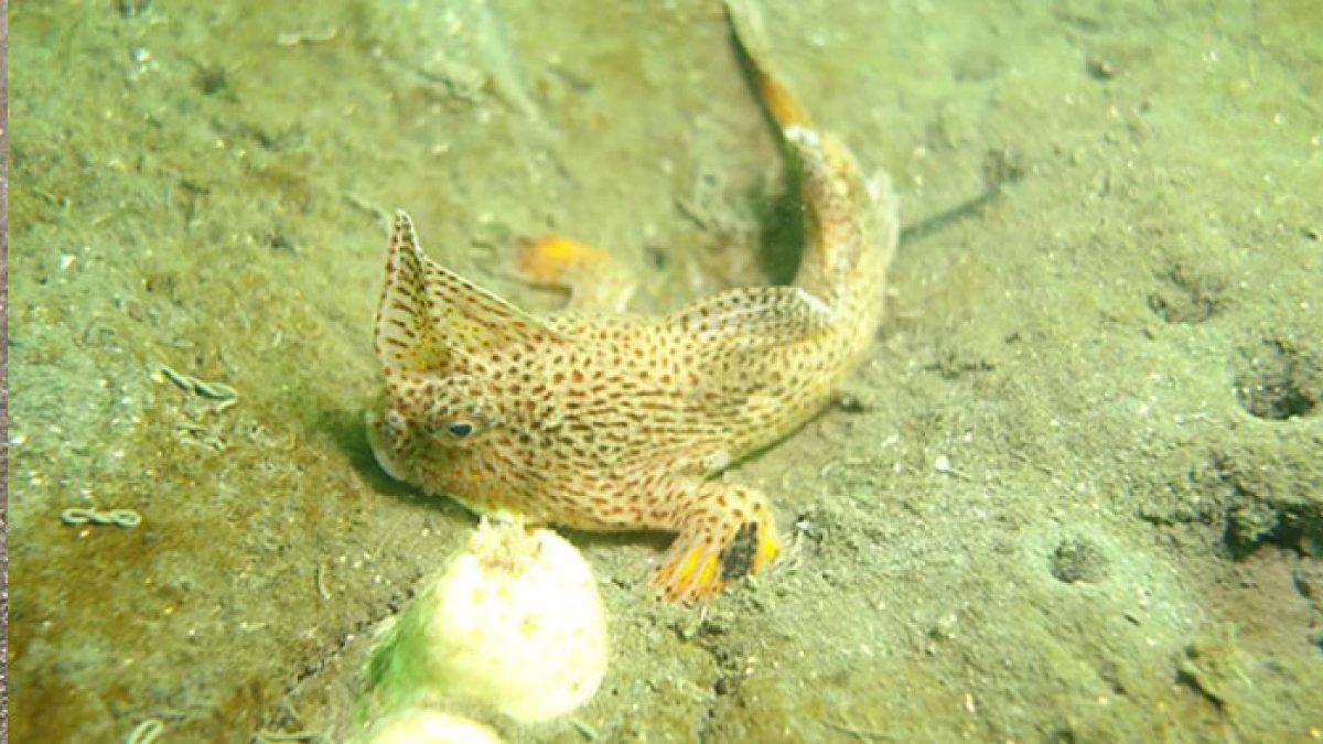 Ikan Handfish Tutul