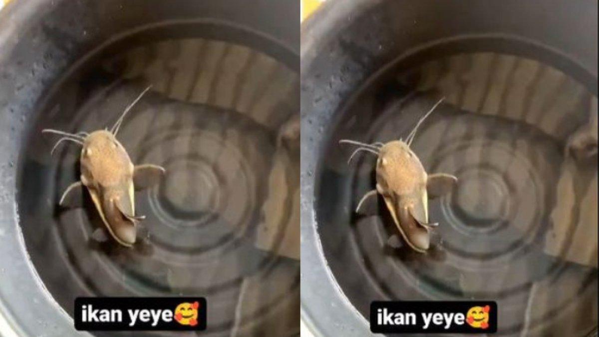 Ikan bertubuh mungil
