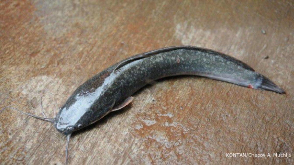 Ikan lele bertubuh normal