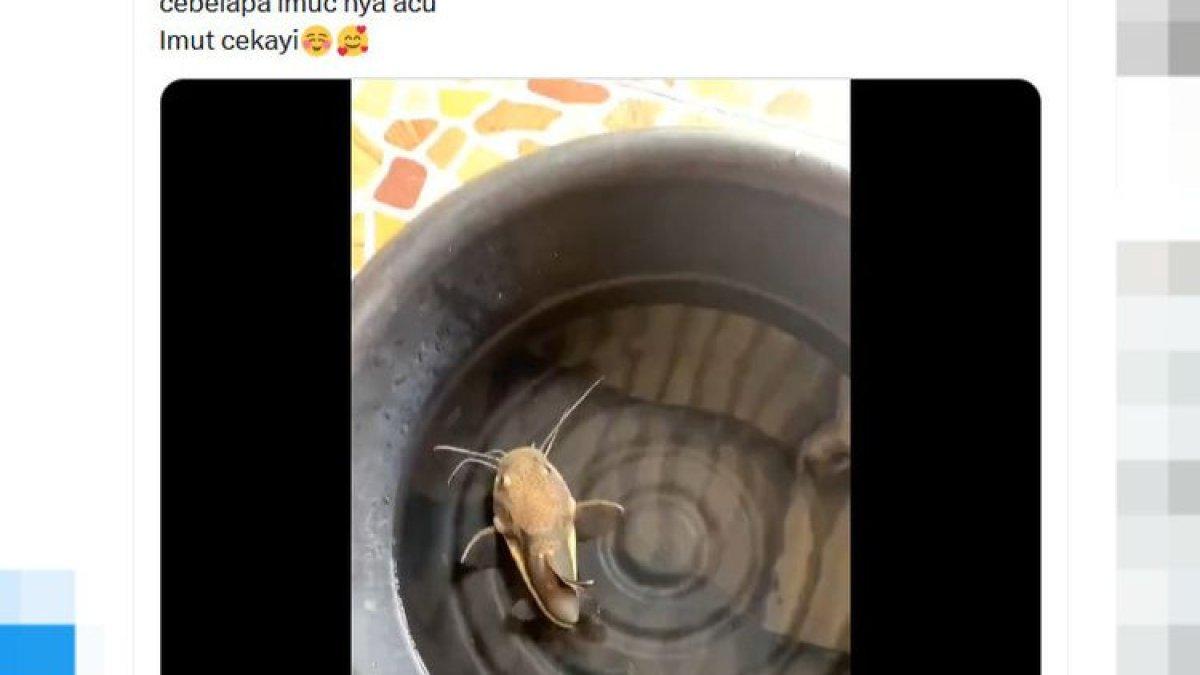 Tangkap layar video yang menunjukkan ikan lele bertubuh pendek, viral di media sosial.