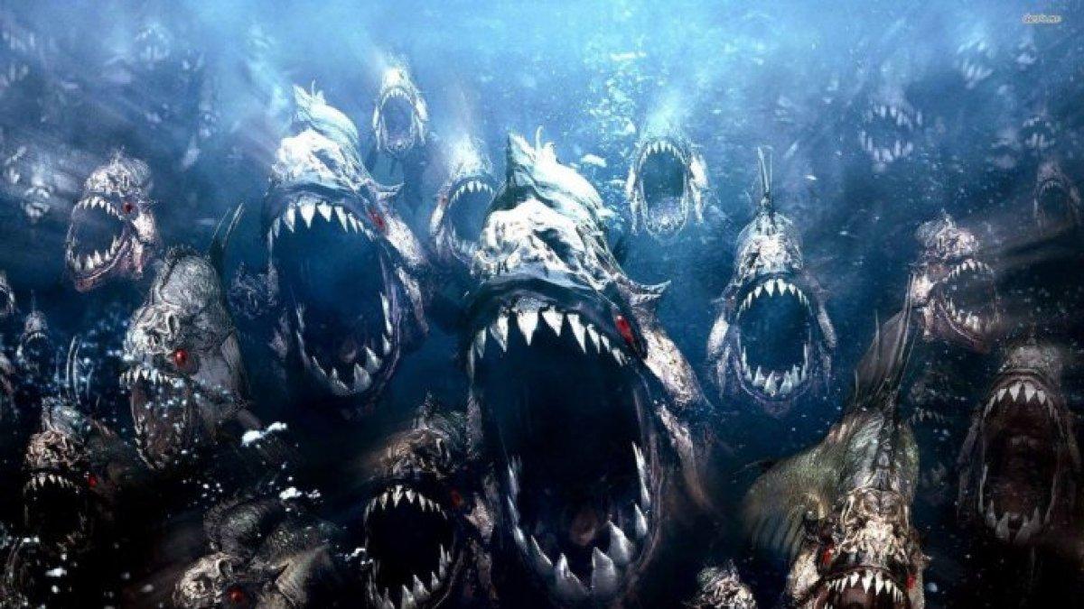 Ikan piranha dikenal sebagai predator yang suka memakan daging hewan lain.