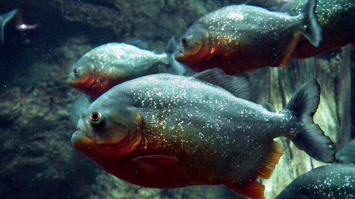 Ikan piranha, salah satu jenis ikan terkenal di Sungai Amazon yang juga disebut predator air.