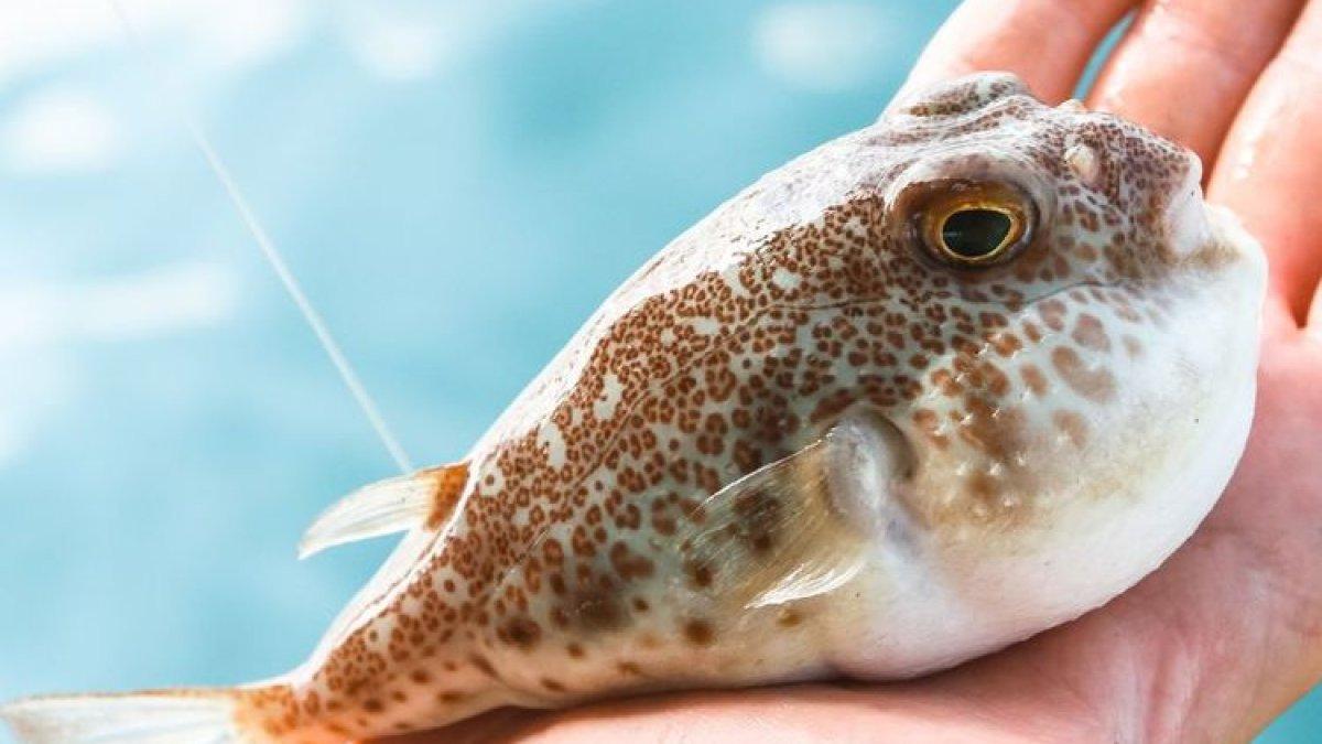 Ilustrasi Ikan Buntal