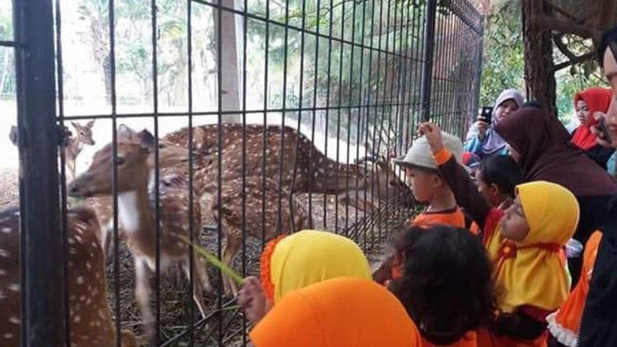 WISATA CIMAHI: Ilustrasi aktivitas memberi makan rusa di Alam Wisata Cimahi