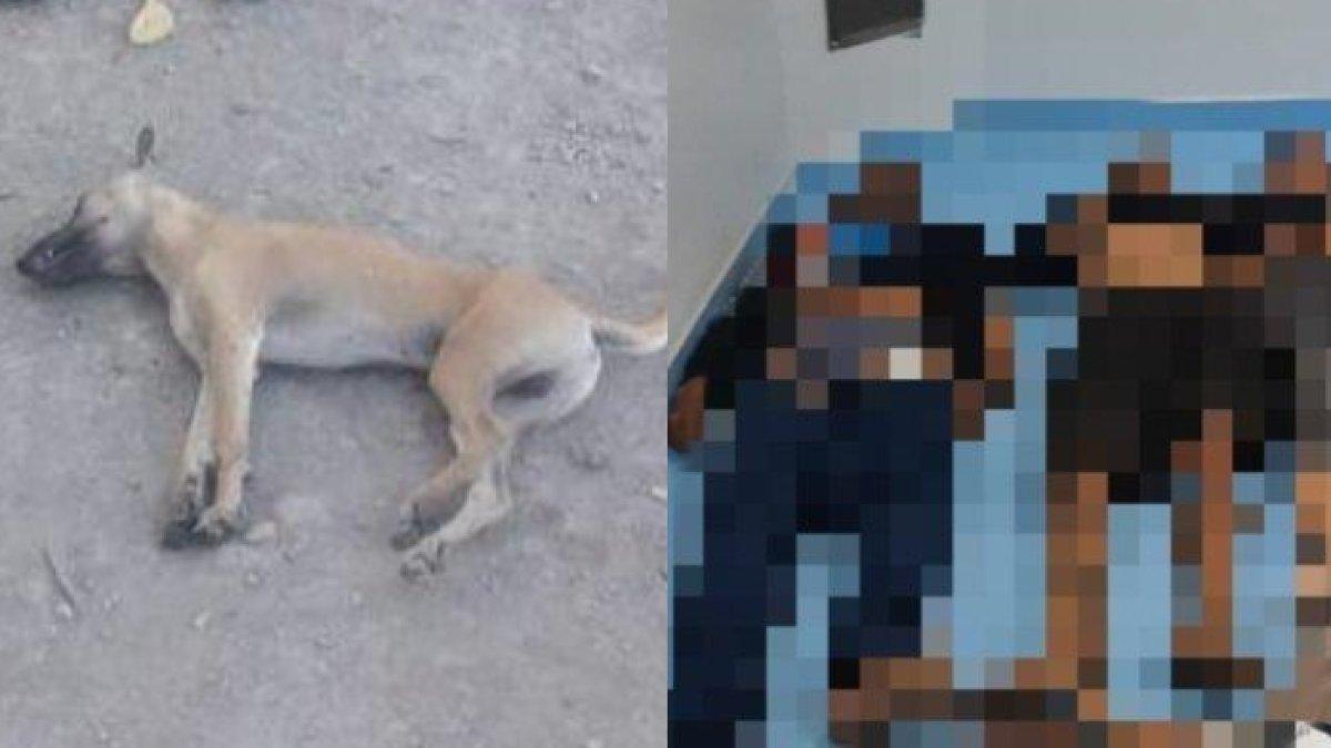 Ilustrasi anjing mati dan korban keracunan massal.