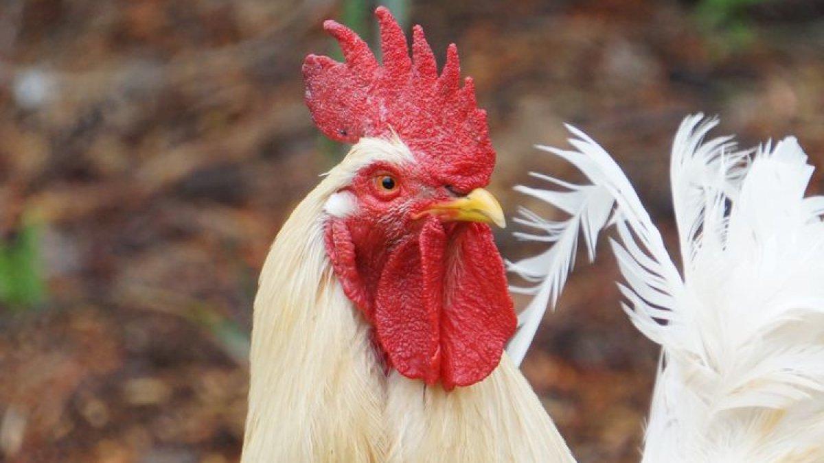 Ilustrasi ayam jantan