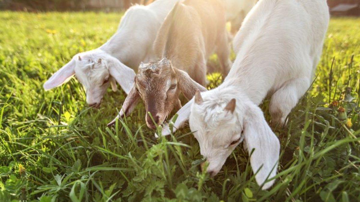 Ilustrasi kambing makan rumput.