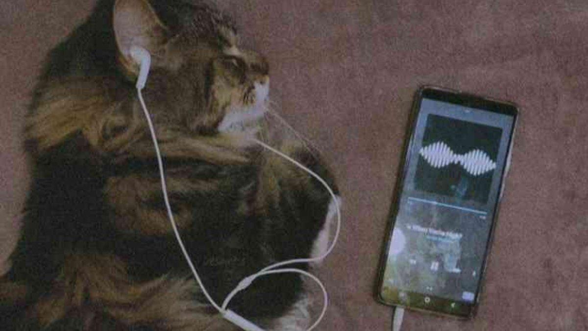 Ilustrasi kucing tidur mendengarkan musik