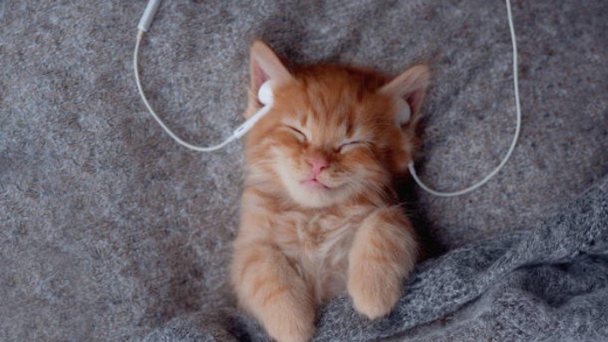 Ilustrasi kucing tidur mendengarkan musik
