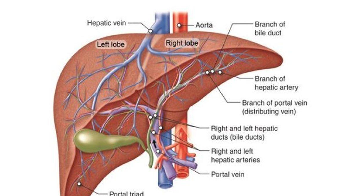 Ilustrasi organ dalam, hati manusia