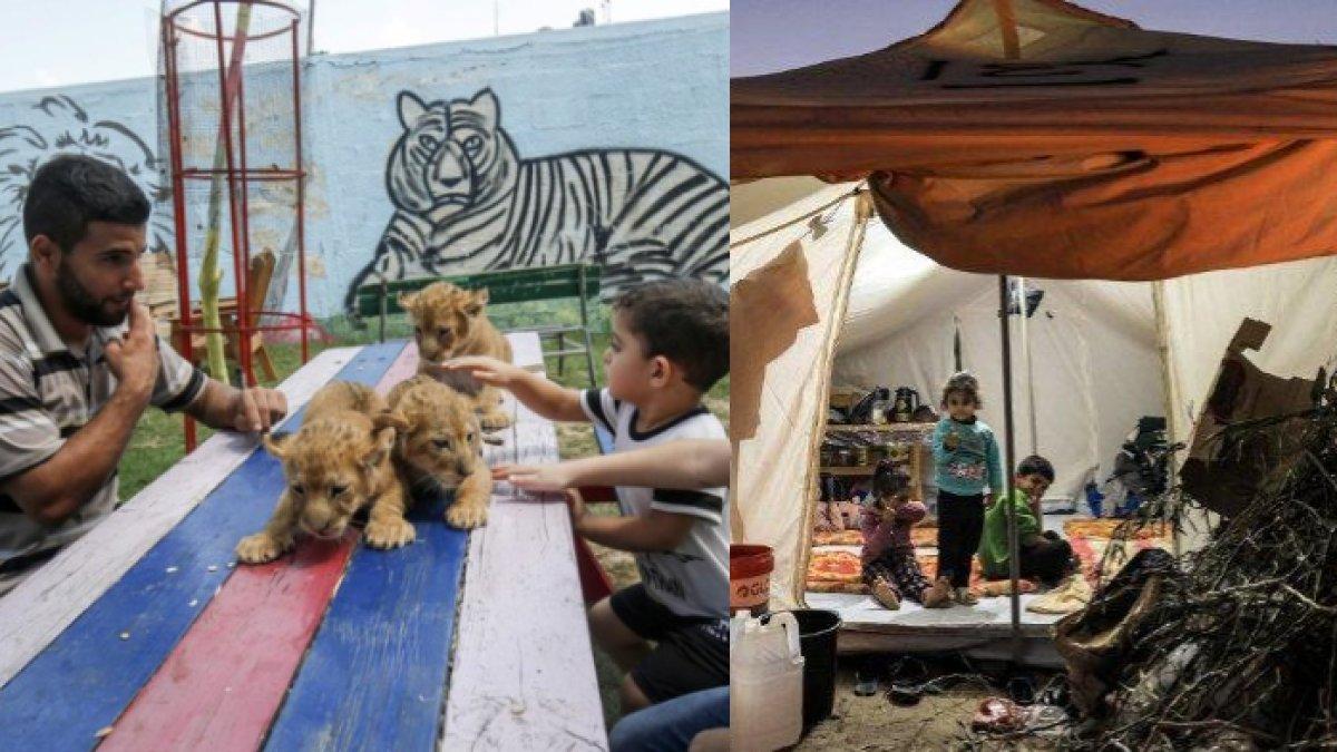 Ilustrasi pengungsi di Gaza dirikan tenda di kebun binatang dan hidup bersama hewan-hewan kelaparan