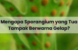 Ilustrasi penjelasan terkait sporangium